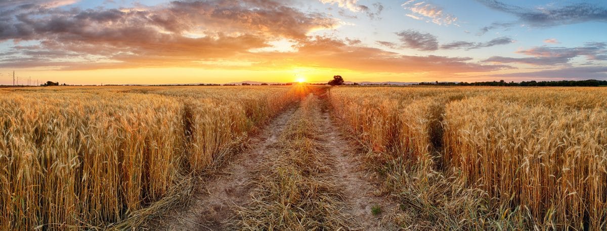 Découvrir l’impact environnemental de son assiette