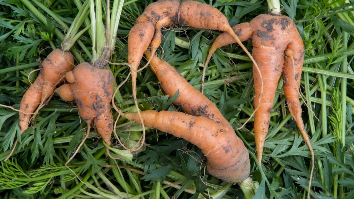 Le réemploi alimentaire : un levier pour l’accès à une saine alimentation