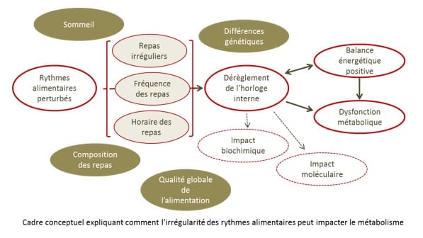 Rythmes alimentaires irréguliers : quelles conséquances cardiométaboliques ?