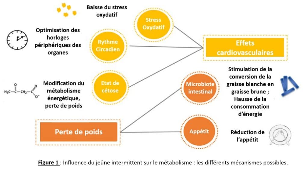 Jeûne intermittent, obésité et diabète - Cerin