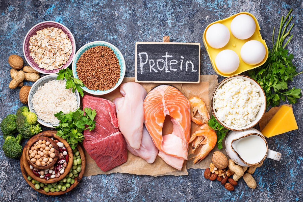Repas végétalien vs repas omnivore : impact sur la synthèse des protéines musculaires